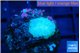 Rhodactis green small polyps 1 polyp WYSIWYG acclimaté