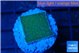 Montipora green & purple polyps 2 cm WYSIWYG acclimaté