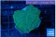Montipora green & blue polyps 3-4 cm WYSIWYG acclimaté