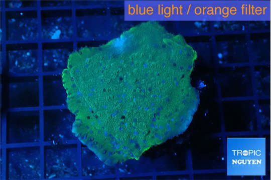 Montipora green & blue polyps 3-4 cm WYSIWYG acclimaté