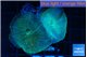 Rhodactis green blue 2 polyps WYSIWYG acclimaté