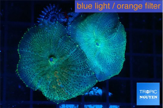 Rhodactis green blue 2 polyps WYSIWYG acclimaté