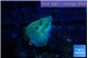 Rhodactis green blue 1 polyp WYSIWYG acclimaté