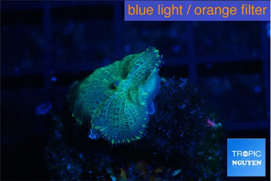 Rhodactis green blue 1 polyp WYSIWYG acclimaté