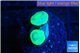 Caulastrea neon green 2 polyps WYSIWYG acclimaté