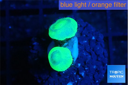 Caulastrea neon green 2 polyps WYSIWYG acclimaté