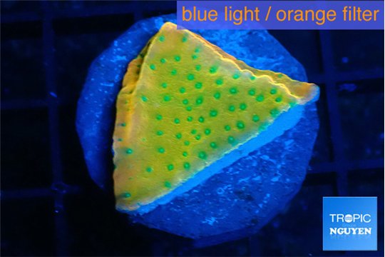 Montipora kung pao phoenix sunset 3 cm WYSIWYG acclimaté
