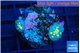 Rhodactis magma small polyps 2 polyps WYSIWYG acclimaté