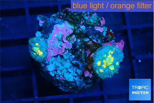 Rhodactis magma small polyps 2 polyps WYSIWYG acclimaté