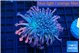 Goniopora rainbow long polyps 5-9 cm WYSIWYG acclimaté