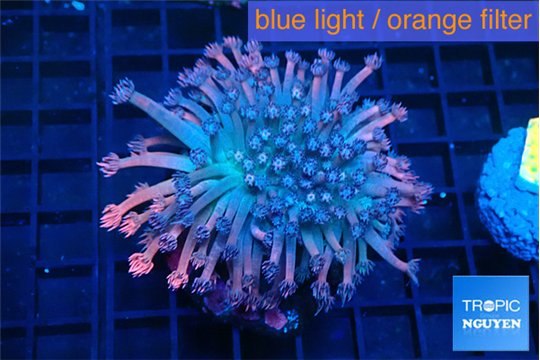 Goniopora rainbow long polyps 5-9 cm WYSIWYG acclimaté