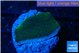 Montipora green & purple polyps 2-3 cm WYSIWYG acclimaté