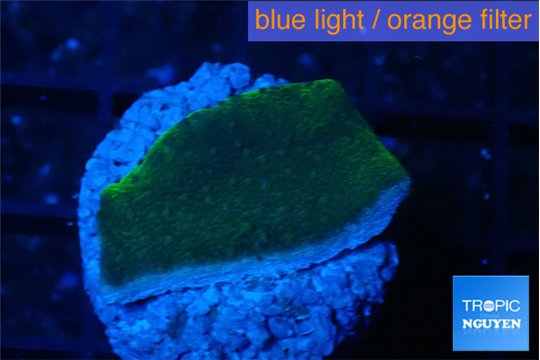 Montipora green & purple polyps 2-3 cm WYSIWYG acclimaté