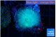 Rhodactis green blue 1 polyp WYSIWYG acclimaté