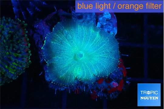 Rhodactis green blue 1 polyp WYSIWYG acclimaté