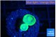Caulastrea neon green 2 polyps WYSIWYG acclimaté