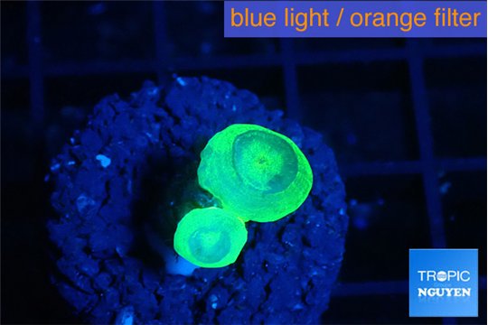 Caulastrea neon green 2 polyps WYSIWYG acclimaté