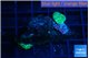 Rhodactis green small polyps 2 polyps WYSIWYG acclimaté