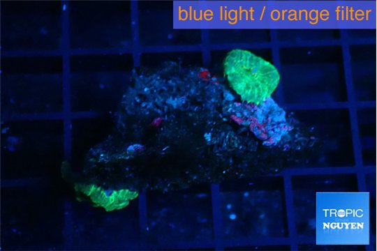 Rhodactis green small polyps 2 polyps WYSIWYG acclimaté