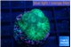Favia green 2-3 cm WYSIWYG acclimaté