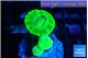 Caulastrea neon green 3 polyps WYSIWYG acclimaté
