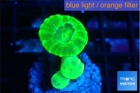 Caulastrea neon green 3 polyps WYSIWYG acclimaté