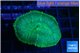 Rhodactis green 1 polyp WYSIWYG acclimaté