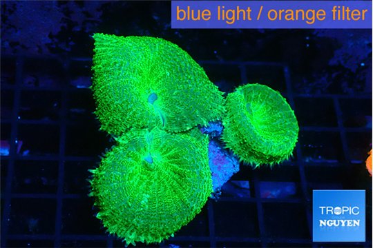 Rhodactis green 3 polyps WYSIWYG acclimaté