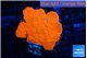 Montipora red cap 3-4 cm WYSIWYG acclimaté
