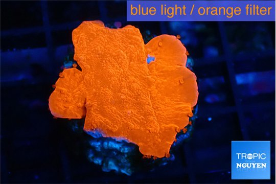 Montipora red cap 3-4 cm WYSIWYG acclimaté