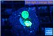 Caulastrea neon green small polyps 3 polyps WYSIWYG acclimaté
