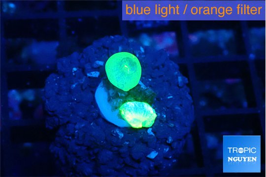 Caulastrea neon green small polyps 3 polyps WYSIWYG acclimaté