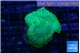 Rhodactis green 1 polyp WYSIWYG acclimaté