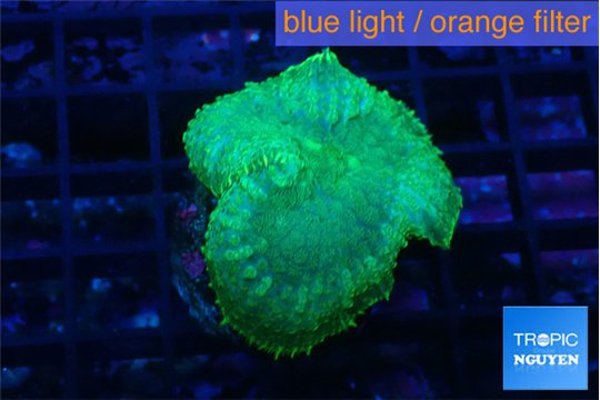 Rhodactis green 1 polyp WYSIWYG acclimaté