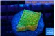 Montipora kung pao phoenix sunset 2-3 cm WYSIWYG acclimaté