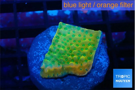 Montipora kung pao phoenix sunset 2-3 cm WYSIWYG acclimaté