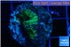 Favia green 2 cm WYSIWYG acclimaté