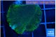 Montipora green & purple polyps 2-3 cm WYSIWYG acclimaté
