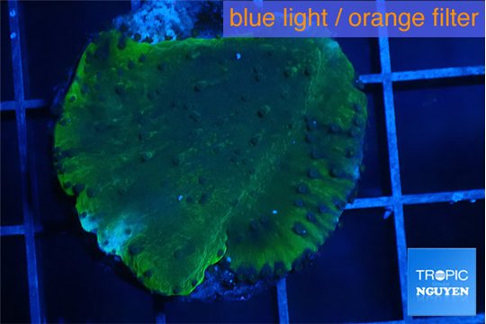 Montipora green & purple polyps 2-3 cm WYSIWYG acclimaté