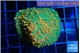 Echinophyllia cosmic candy 3-4 cm WYSIWYG acclimaté