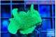 Pavona cactus green 2-3 cm WYSIWYG acclimaté