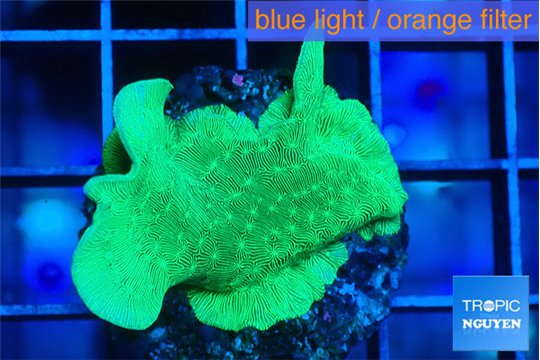 Pavona cactus green 2-3 cm WYSIWYG acclimaté