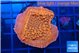 Montipora death spiral 3-4 cm WYSIWYG acclimaté