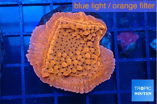 Montipora death spiral 3-4 cm WYSIWYG acclimaté