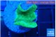 Pavona cactus green 2-3 cm WYSIWYG acclimaté