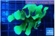 Pavona cactus green 6-8 cm WYSIWYG acclimaté