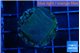 Montipora green & blue polyps 2 cm WYSIWYG acclimaté