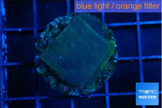 Montipora green & blue polyps 2 cm WYSIWYG acclimaté