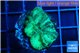 Favia green 2-3 cm WYSIWYG acclimaté