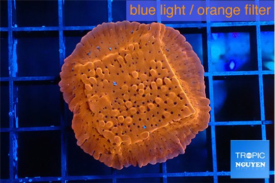 Montipora death spiral 3-4 cm WYSIWYG acclimaté